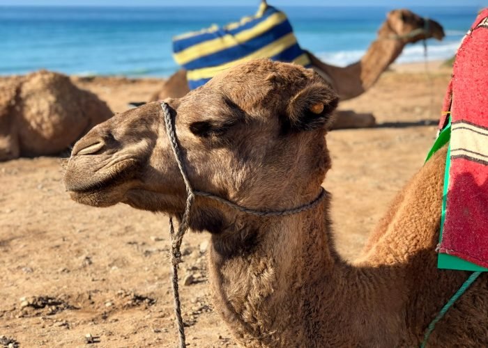 morocco tourism